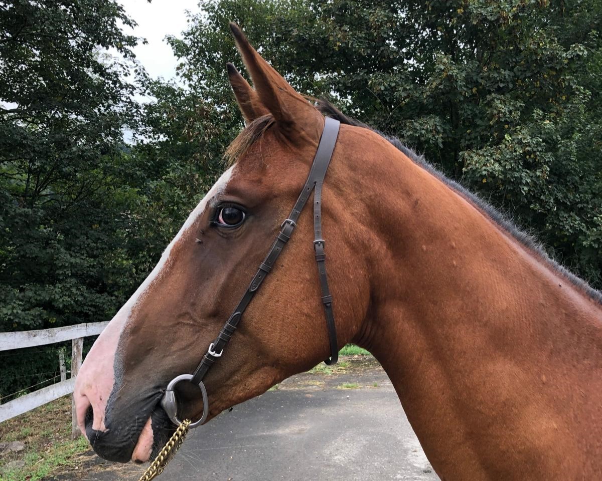 horse